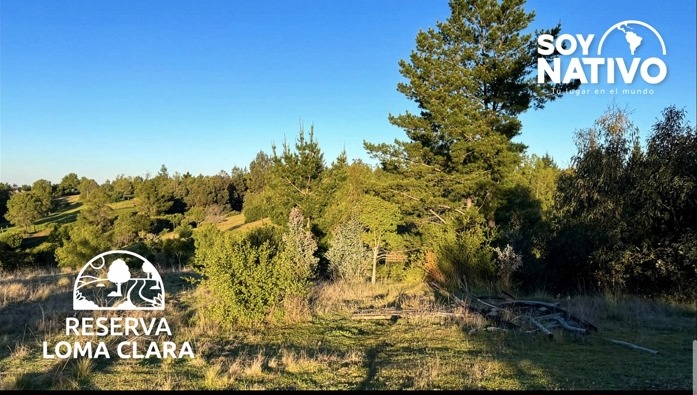 Vegetación y entorno de Reserva Loma Clara