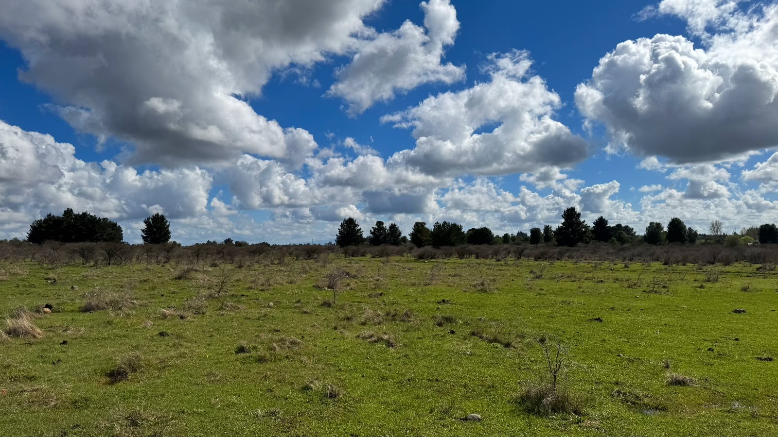 Pradera de Praderas de Pemuco