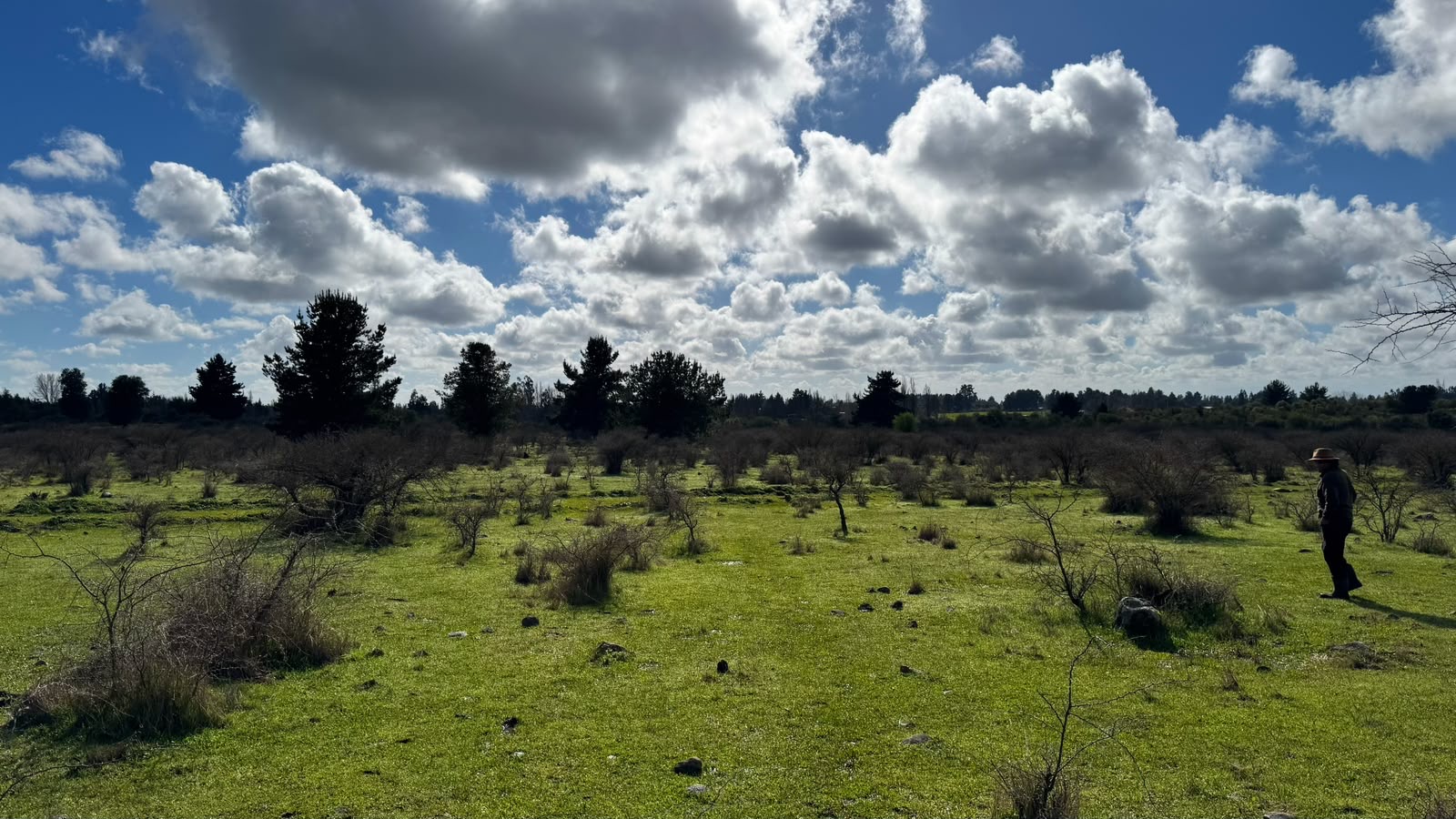 Paisaje de Praderas de Pemuco