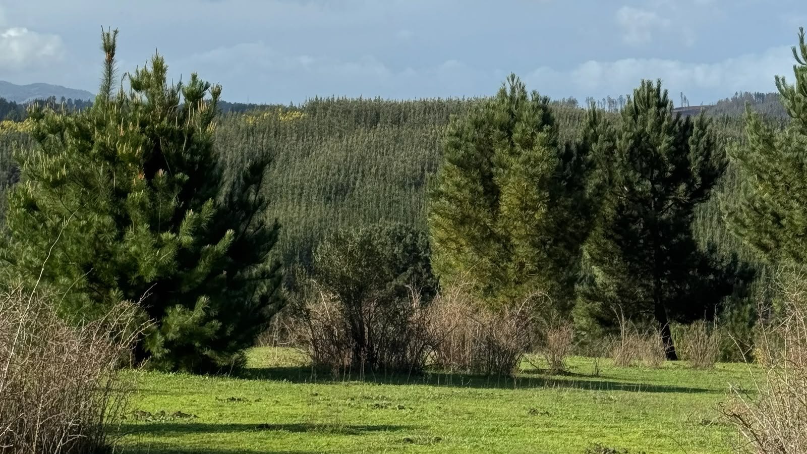 Vista real del terreno de Reserva Florida, fotografía enviada por Massiel