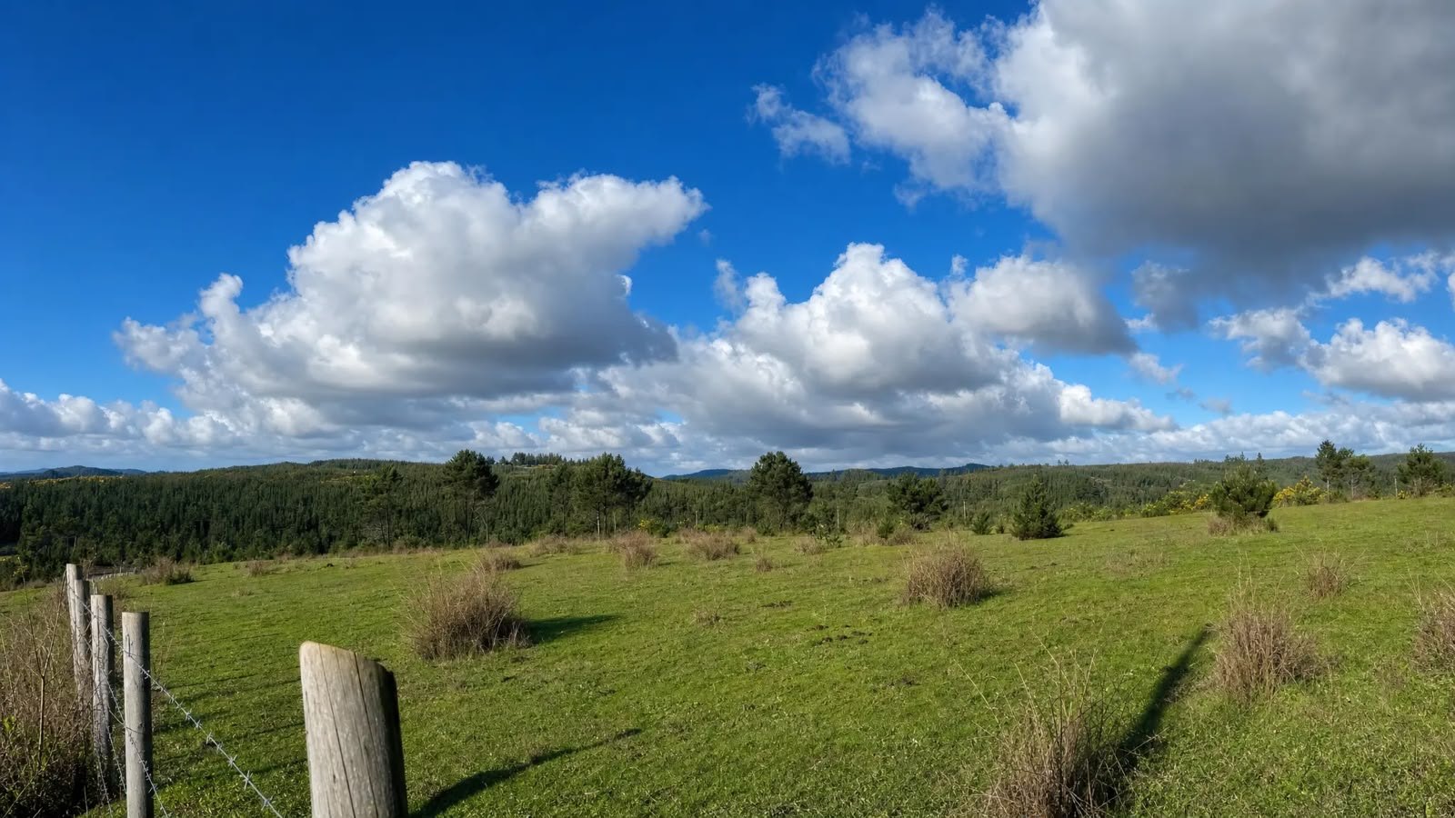 Pradera y árboles en Reserva Florida