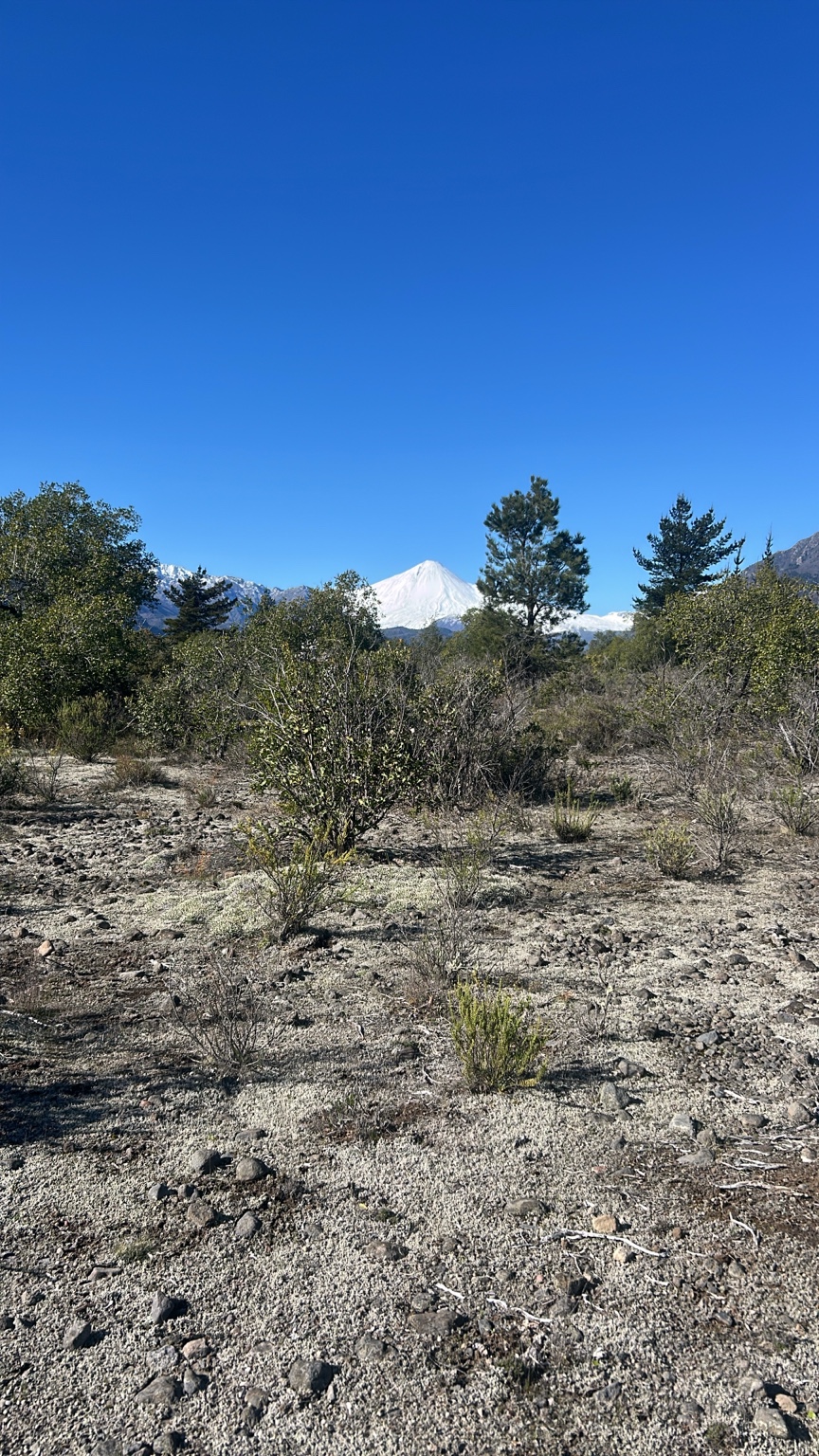 Terreno de Riberas de Antuco con vegetación baja
