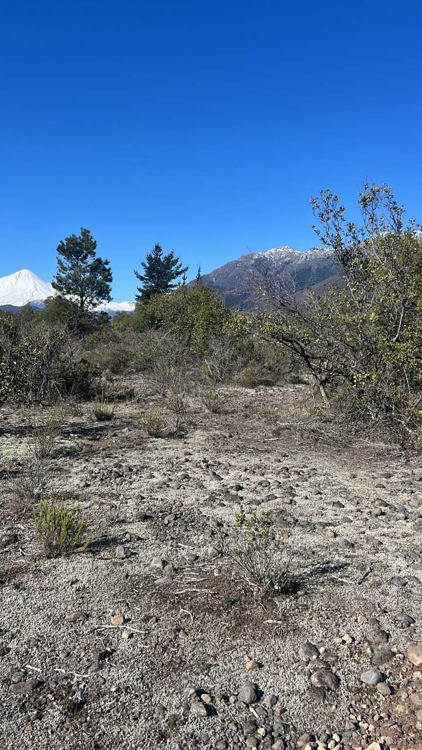Terreno y vegetación de Riberas de Antuco