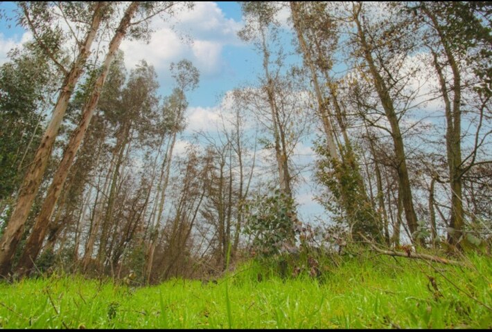 Paisaje arbolado de Vive Riviera, fotografía enviada por Massiel