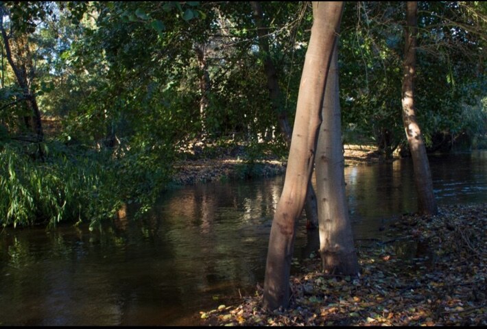 Sector arbolado y agua en Vive Riviera